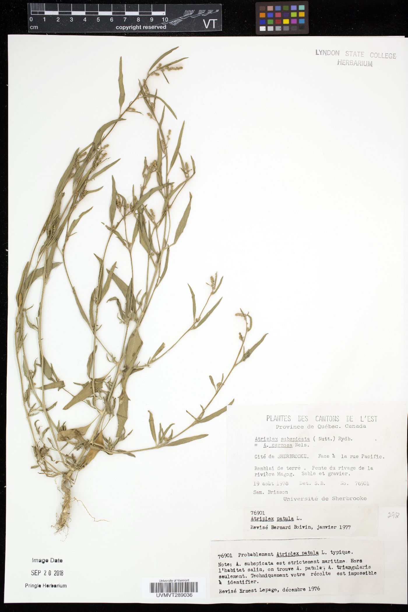 Atriplex subspicata image