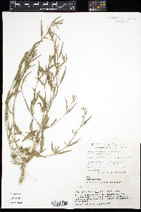 Image of Atriplex subspicata
