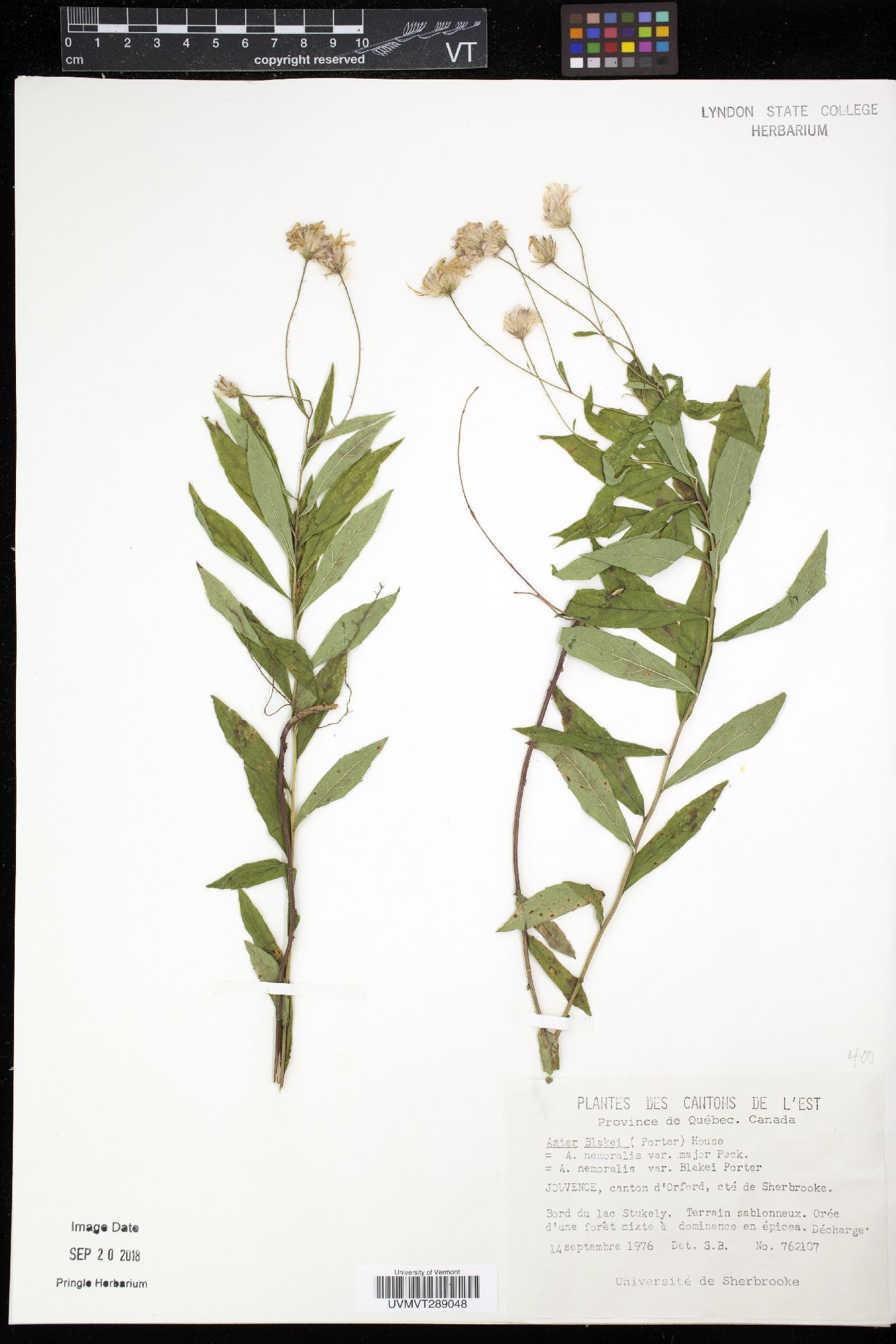 Aster blakei image
