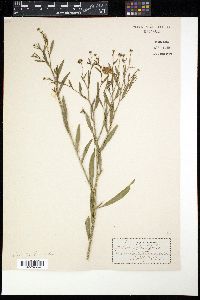 Boltonia asteroides image