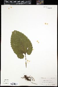Aster schreberi image