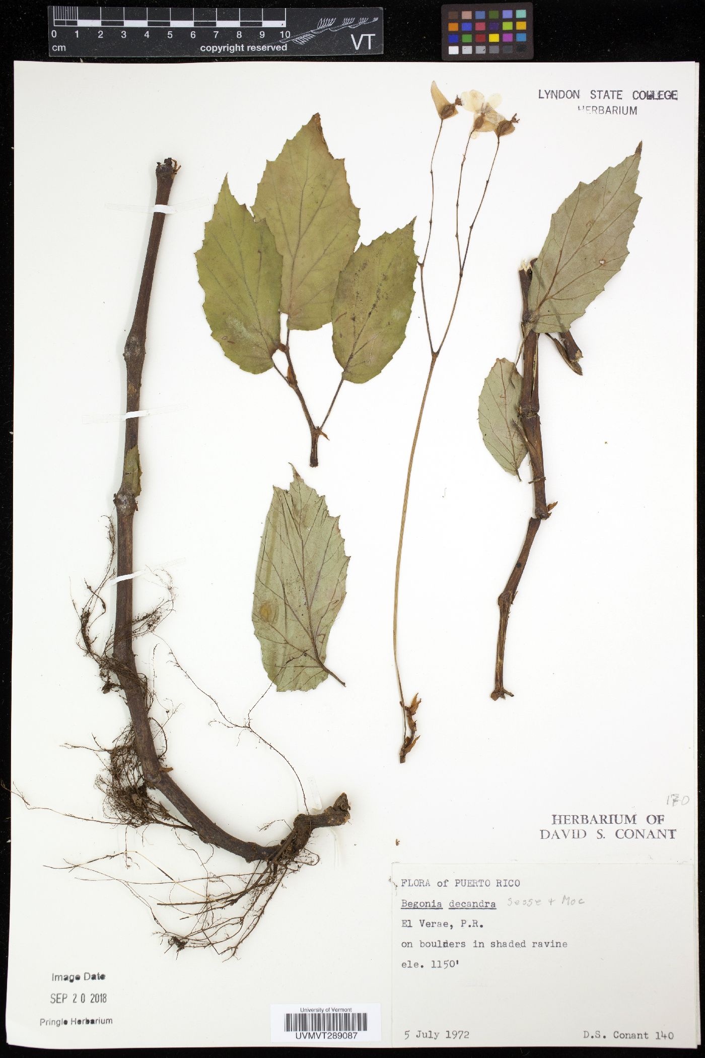 Begonia decandra image