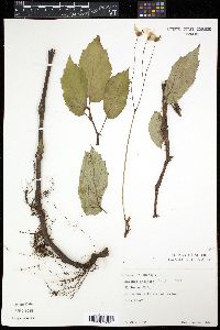 Begonia decandra image