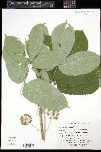 Aralia nudicaulis image