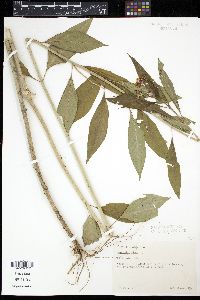 Asclepias nivea image