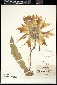 Image of Selenicereus grandiflorus