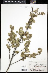 Betula glandulosa image