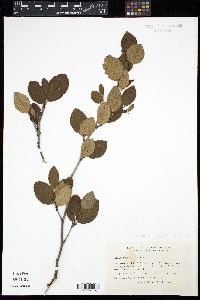 Alnus crispa image