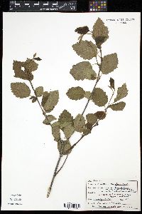 Alnus incana subsp. tenuifolia image