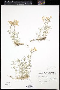 Phlox subulata image