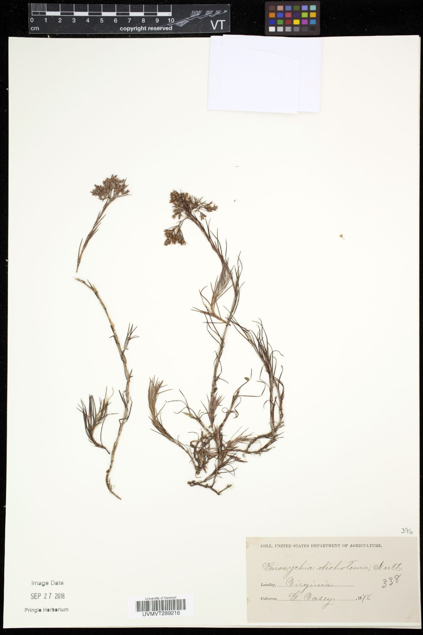 Paronychia dichotoma image