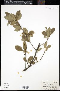 Ilex laevigata image