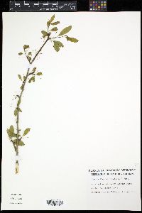 Ilex mucronata image