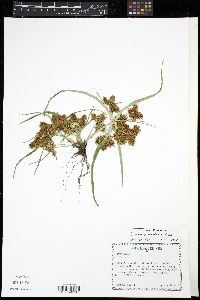 Cyperus erythrorhizos image