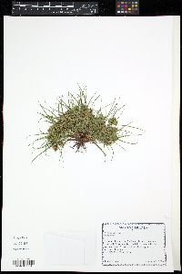 Cyperus squarrosus image