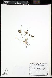 Cyperus bipartitus image