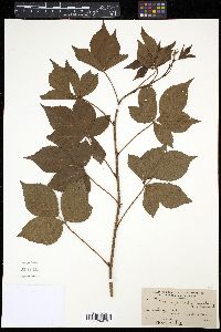 Rubus frondisentis image