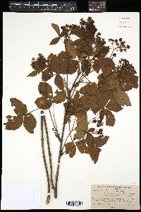 Rubus vermontanus image