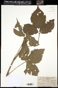 Rubus vermontanus image