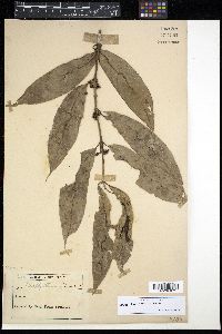 Media resource of Urophyllum arboreum
