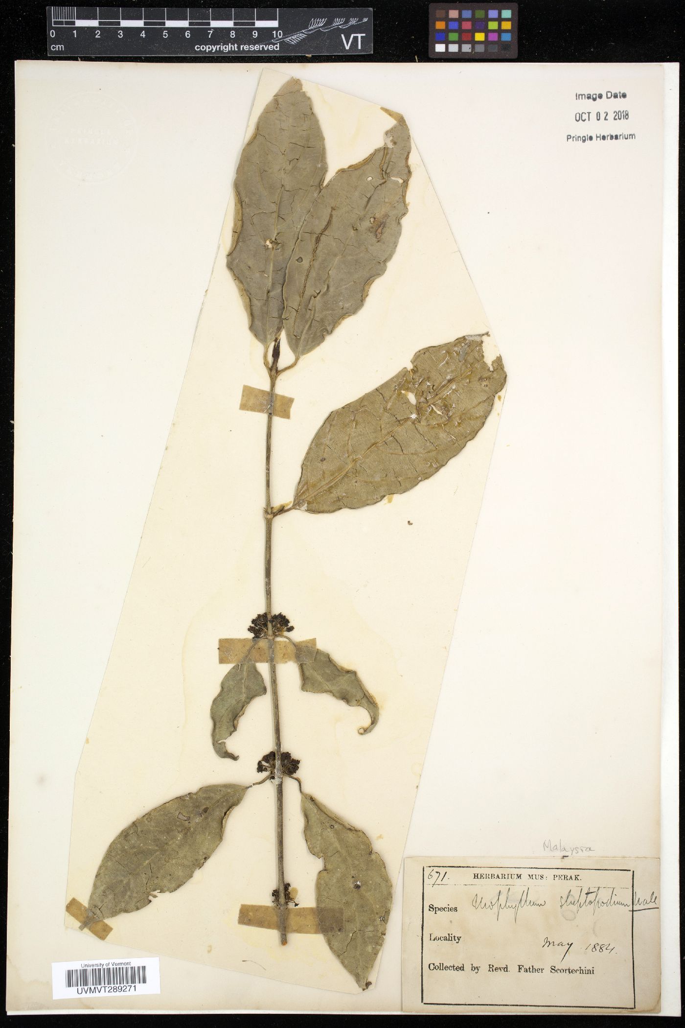 Urophyllum streptopodium image