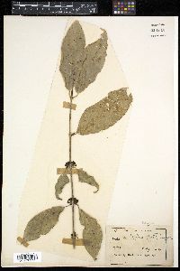 Media resource of Urophyllum streptopodium