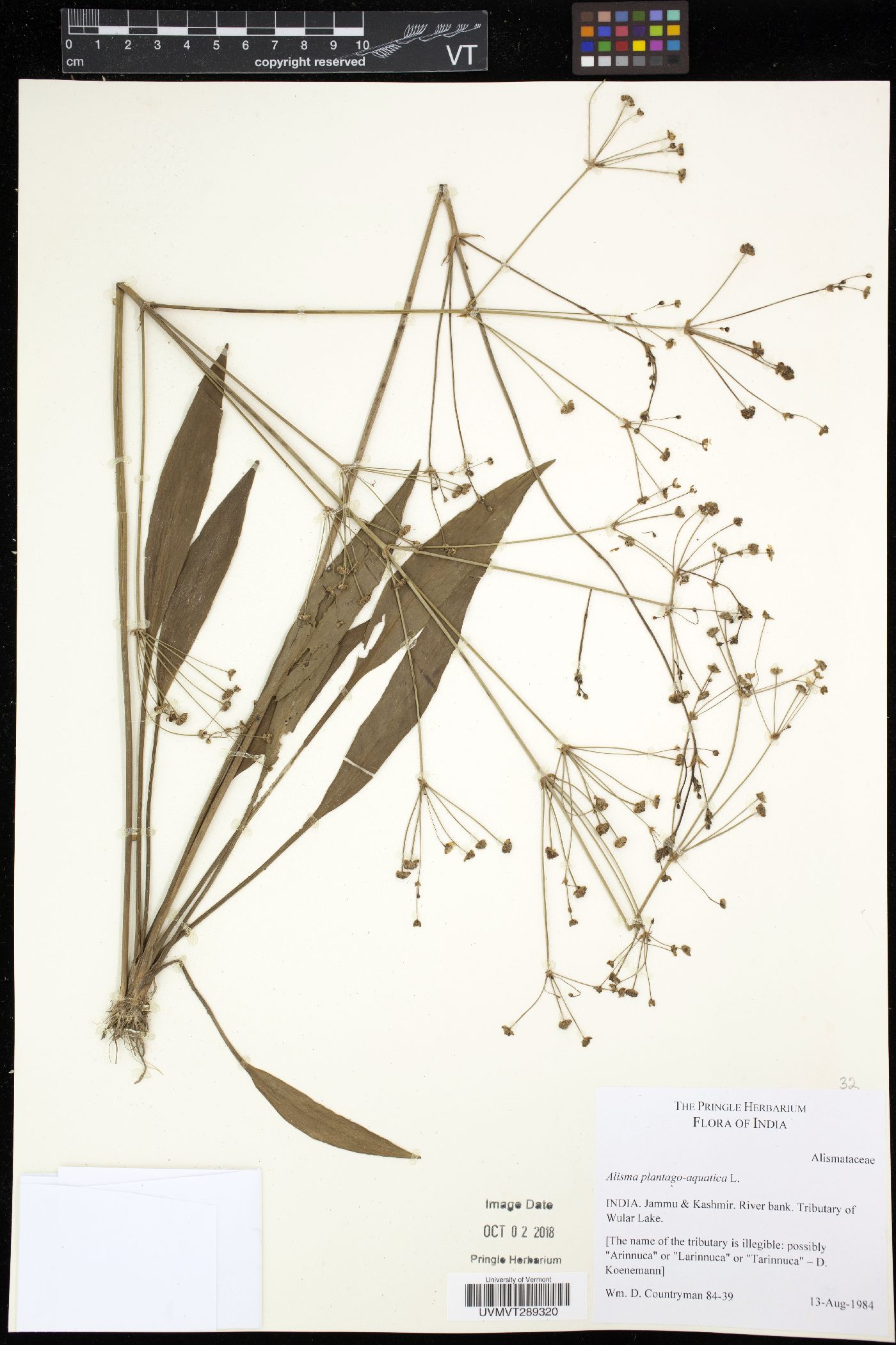 Alisma plantago-aquatica image