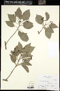 Media resource of Cinnamomum reticulatum