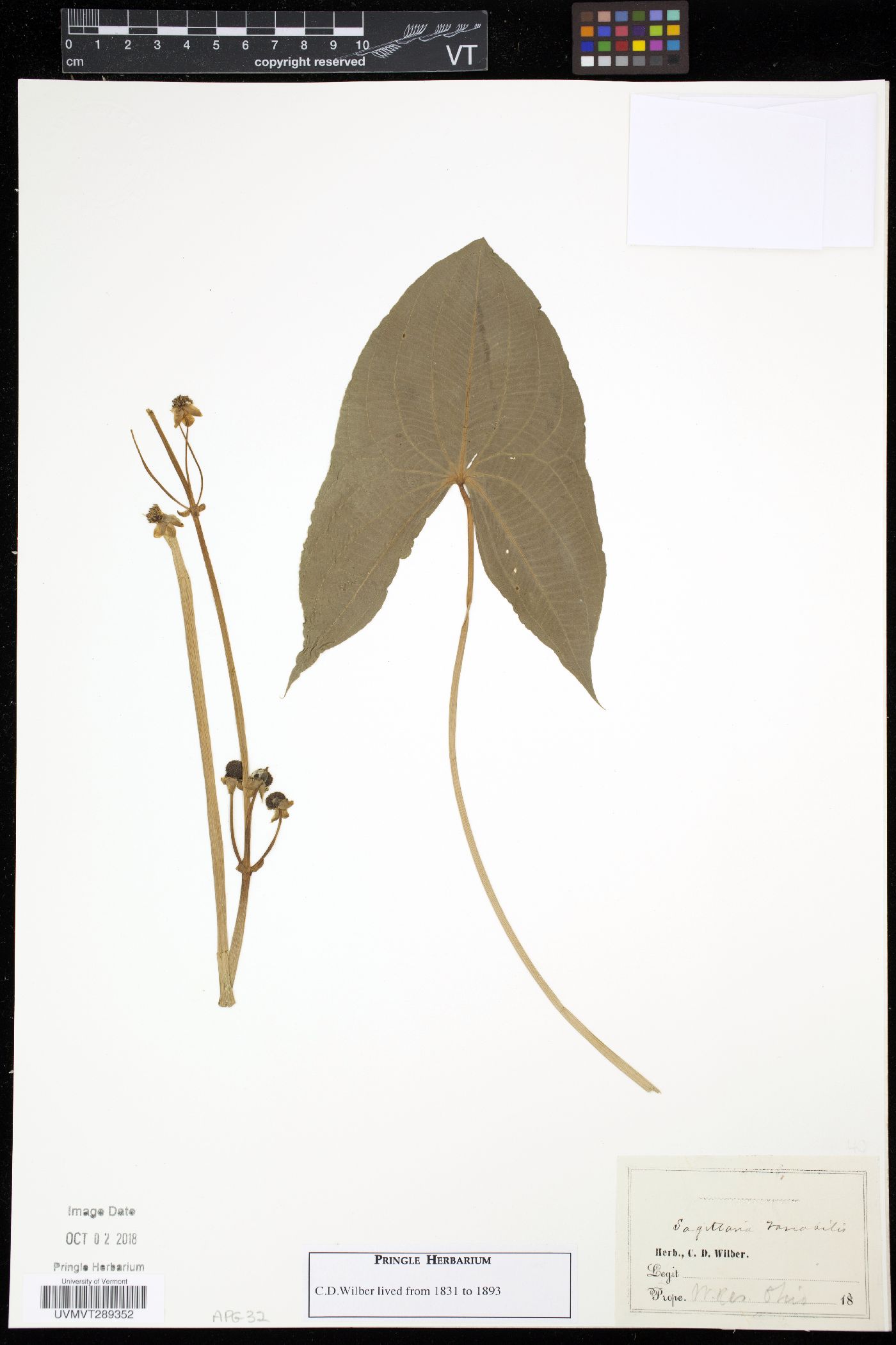 Sagittaria variabilis image