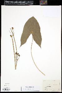 Image of Sagittaria variabilis