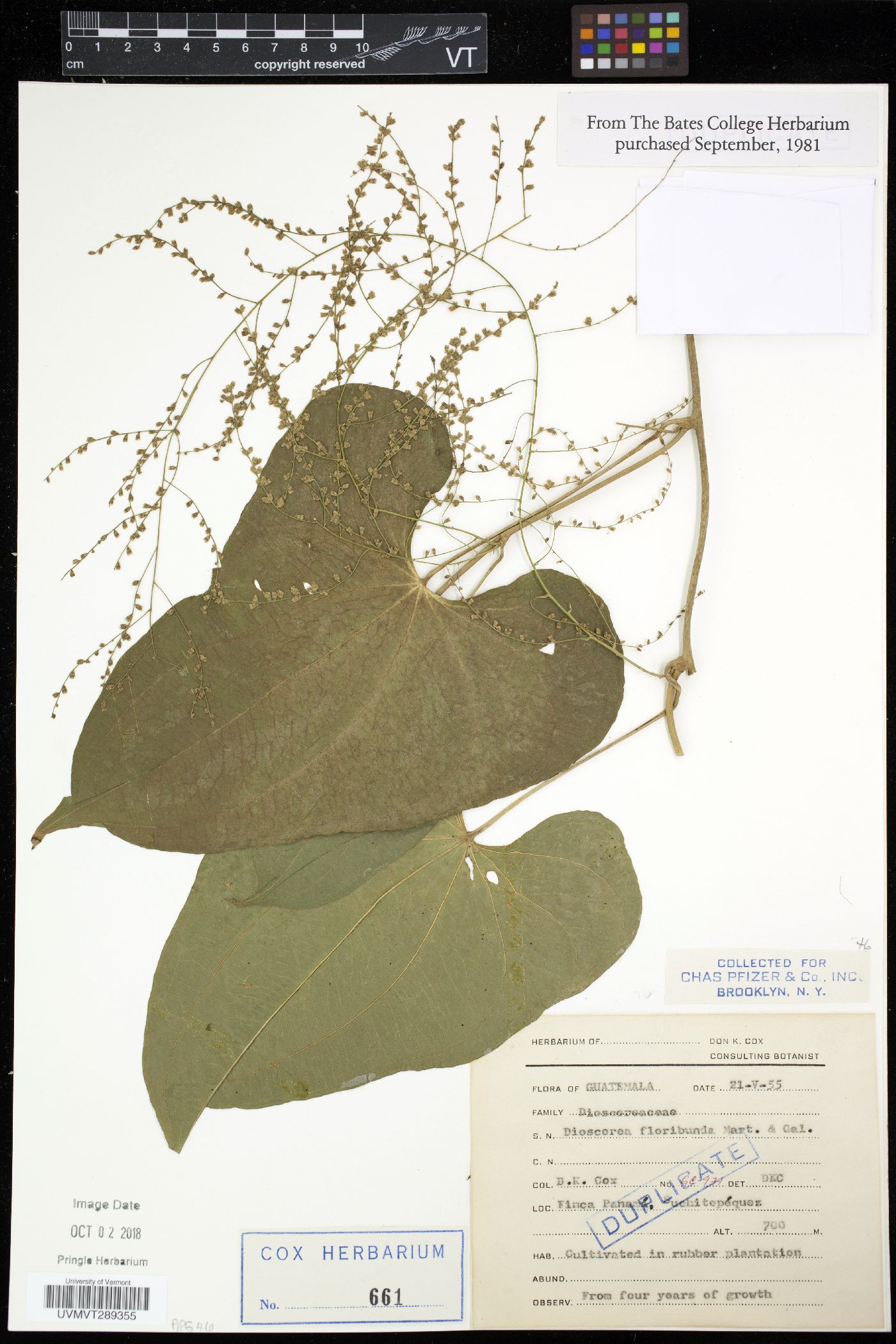 Dioscorea floribunda image