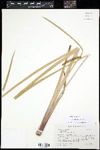 Acorus calamus image