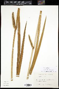 Acorus calamus image