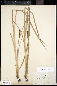 Acorus calamus image