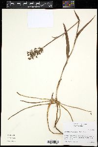 Image of Habenaria blephariglottis