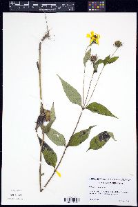 Helianthus decapetalus image