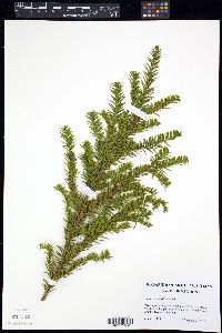 Taxus canadensis image