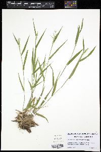 Panicum acuminatum image