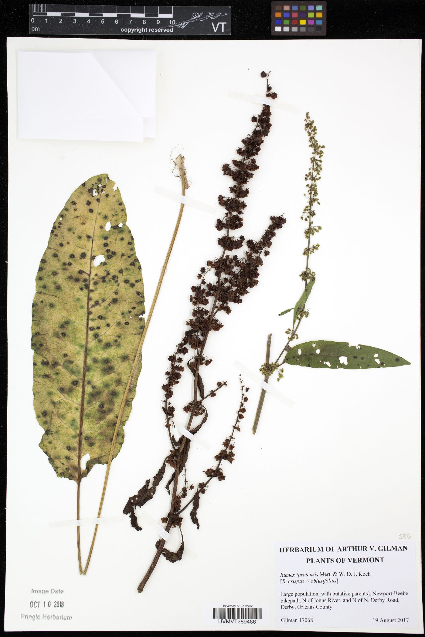 Rumex pratensis image