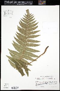 Dryopteris filix-mas image