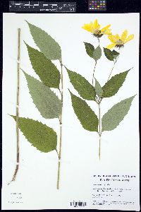 Helianthus decapetalus image