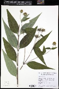 Helianthus strumosus image