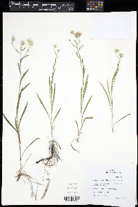 Solidago ptarmicoides image