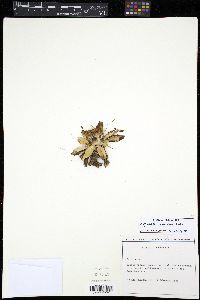 Image of Hypochaeris sessiliflora