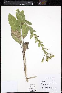 Solidago rigida image