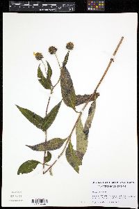 Helianthus strumosus image