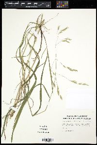 Bromus latiglumis image