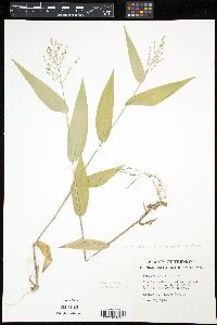 Panicum latifolium image