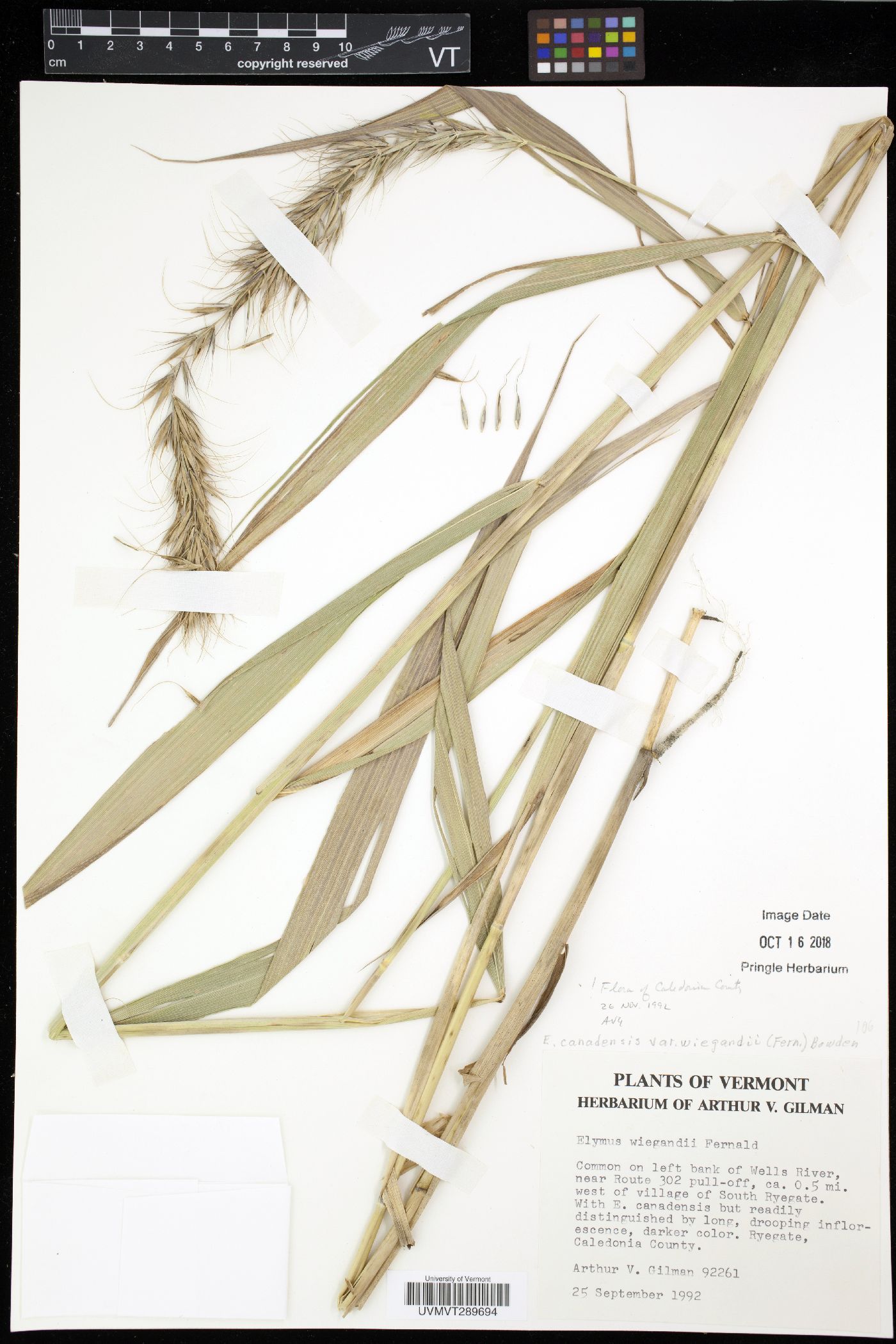 Elymus wiegandii image