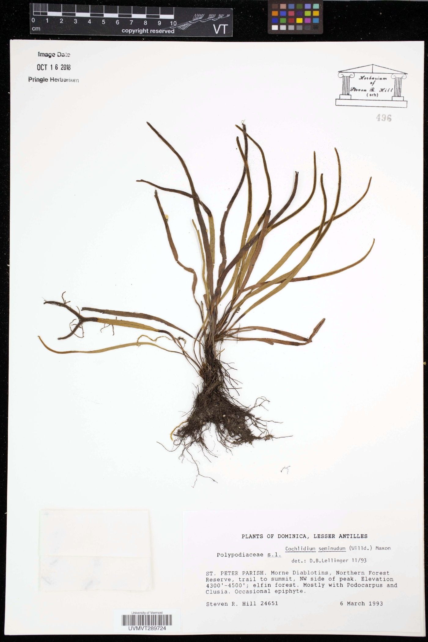 Cochlidium seminudum image